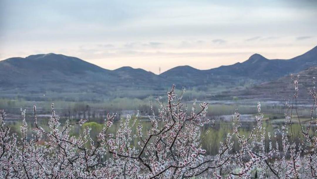 春色|王安石这首诗水平也很高,只用淡淡几笔,写出了不一样的春色美景