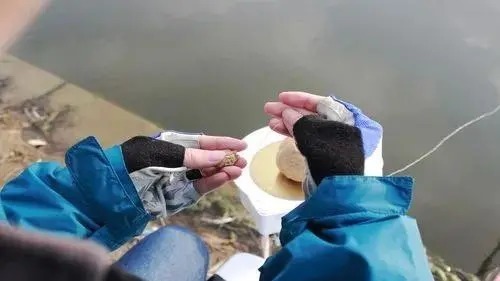 冬钓你还在单开蓝鲫吗?试试这几种新用法,让你渔获直接拉到满意