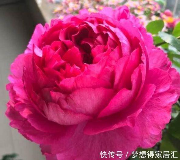 冬天就养这些花,漂亮又好养,春天开最旺