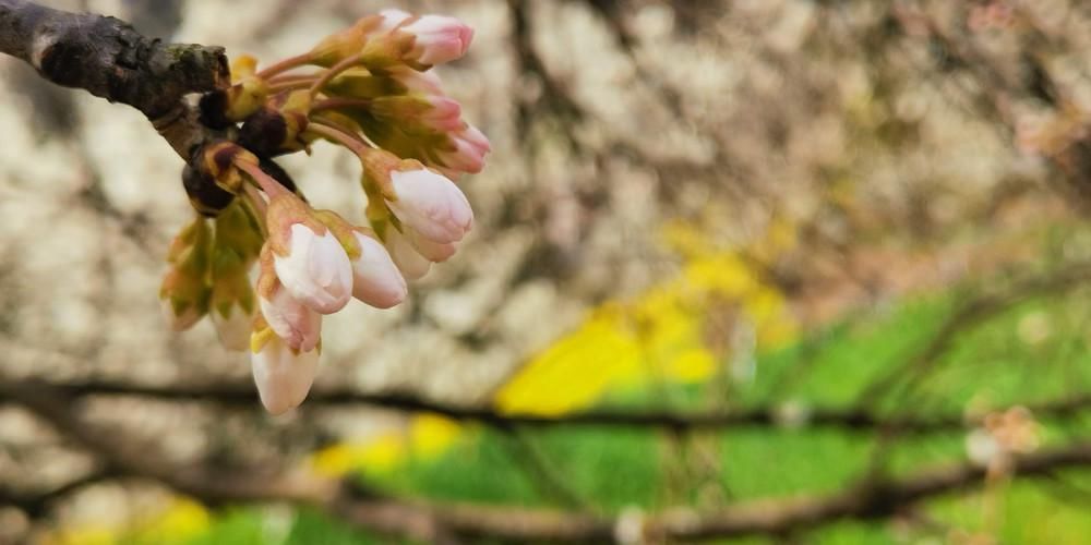 春节赏花好去处，广元5000亩樱桃花迎春绽放，美成仙境！