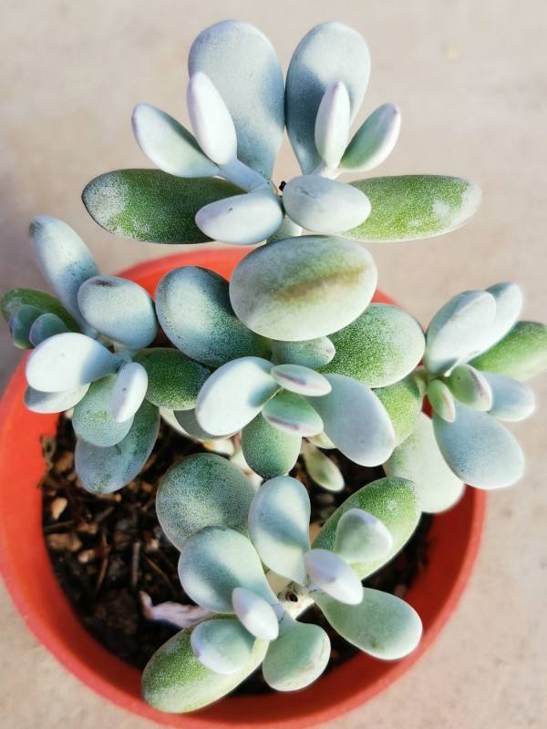 多肉懒得不长个狠心掐掉这里,呼呼冒出一堆新芽!