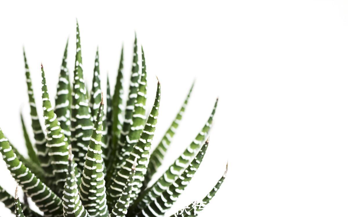 这些多肉与芦荟是近亲,一样好养,更小清新