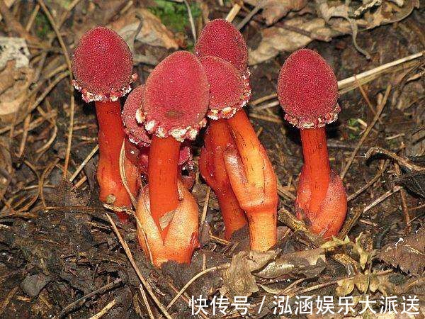 蛇菰|它名叫“红冬蛇菰,”长相酷似菌类植物,一年只能采摘几斤