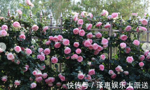 肥料|抓住月季花的“开花季”，做好“1点”，一次开爆“上千朵”