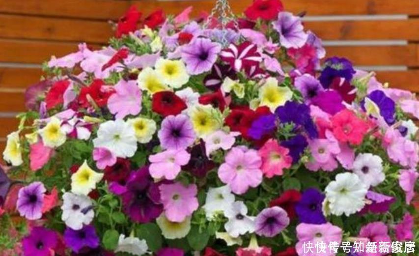 3种花开花量特别大，开完剪、剪完开，一开就是几百朵