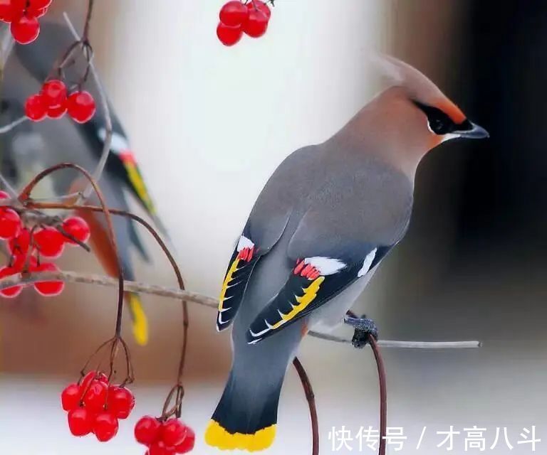 词选#10首杜鹃诗词:一叫一回肠一断