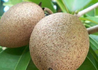 夏天|炎热的夏天,多吃此水果,预防高血压、预防老年痴呆、还可以润肺