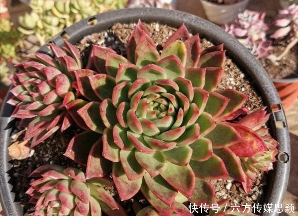 多肉|关于多肉度夏,只要我们做好2点,温度再高也不怕,度夏很容易