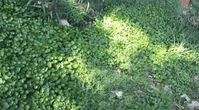 除草剂|绿萝算啥，养盆“铜钱草”，招财又好养，“泛滥成灾”怎么办