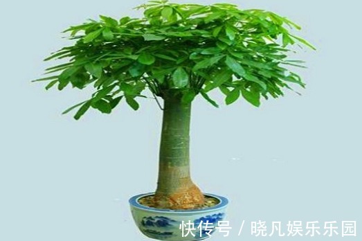 人养花,花养人,6种花越养越健康,养人又旺财