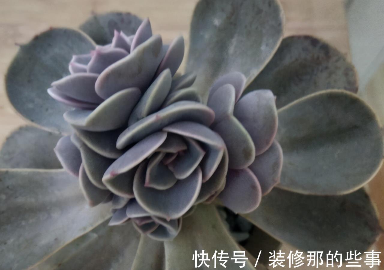 徒长|阳台党打心底里喜欢的多肉不多，紫珍珠算一个，群生的老桩真漂亮