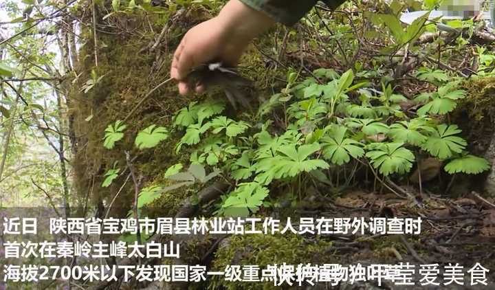生存|秦岭发现奇特植物,只有一叶一花,很娇弱却从恐龙时代生存到现在