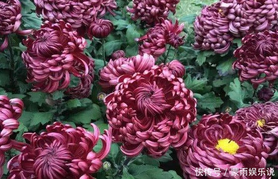 新手养花，不如养一盆“墨狮”，花似沉睡雄狮，花期长适合盆栽养