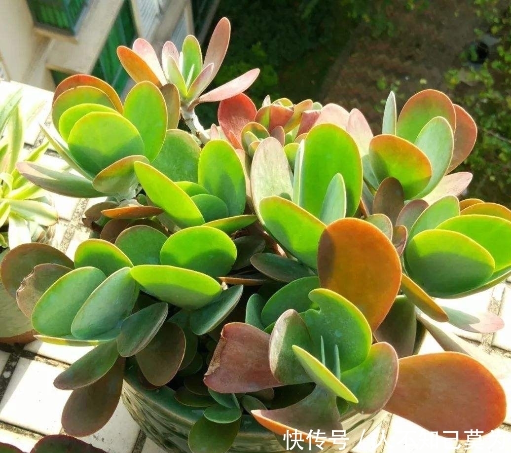 长寿花|5种盆栽,过冬要“少浇水”,安全过冬,枝叶“更精神”