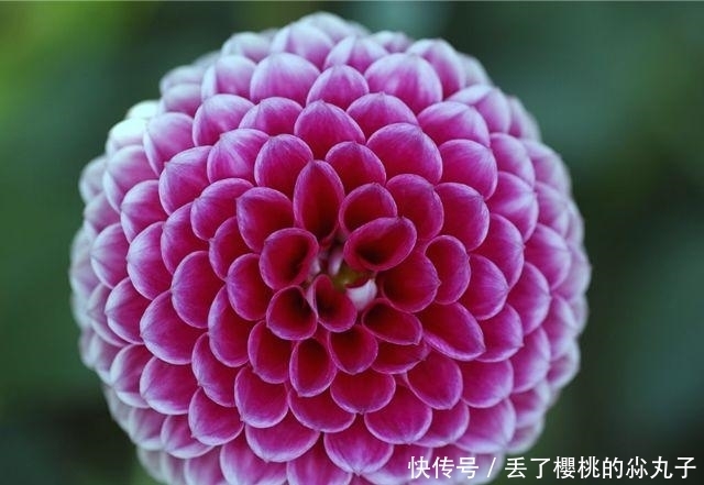 花朵却|自己种大丽花,掌握好方法,一朵花就会非常的美丽,非常的壮观