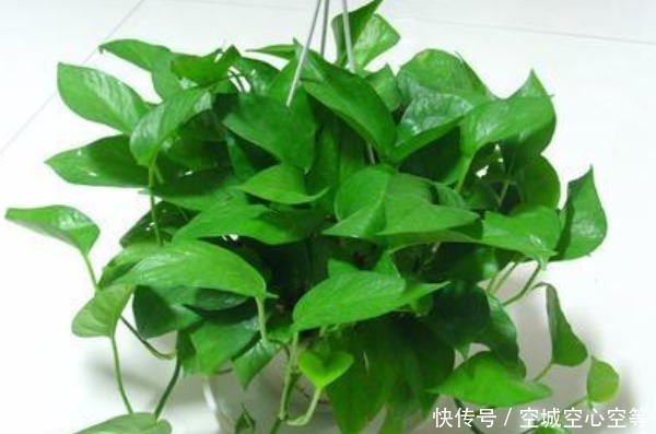 “一颗绿萝七个鬼”,家中为啥不能放绿萝有什么讲究吗