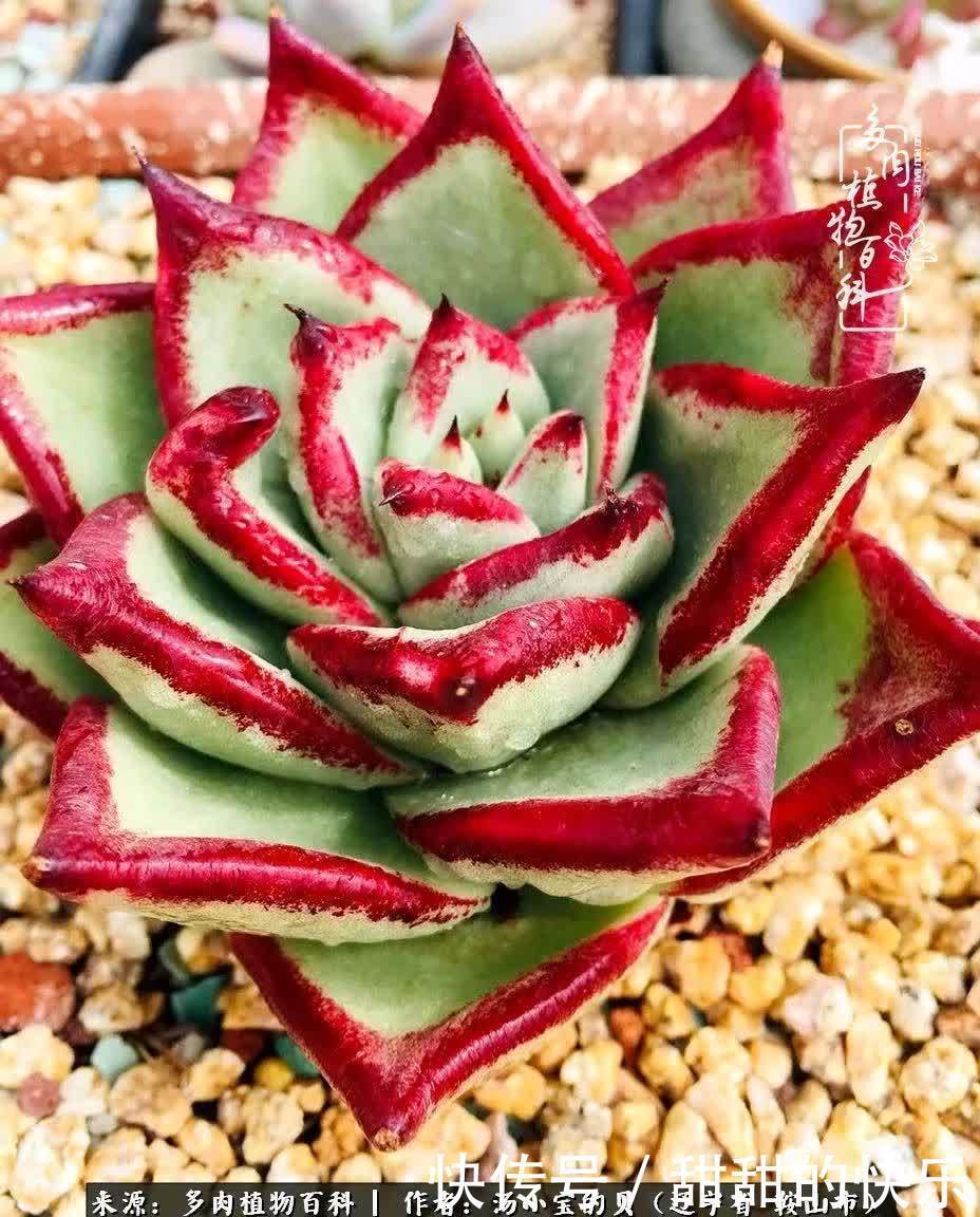 蚧壳虫|远嫁他乡,多肉是我孤寂时最美的陪伴!