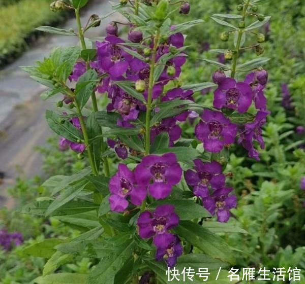 龙船花龙船花|养花试试这几款，花朵像是一个大大的绒球，果子也非常迷人