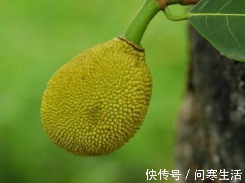 鹌鹑蛋|家有小孩记得常买4物,防近视、长个头,再“抠”也不能害孩子