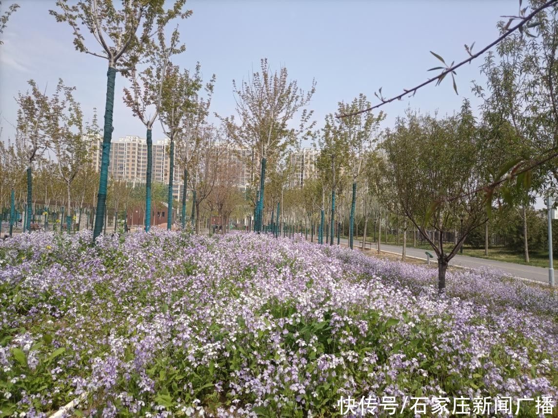 太梦幻！石家庄这片紫色花海等你来打卡