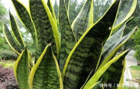 什么绿萝、吊兰都不如3种花,室内养一盆,胜过空气净化器