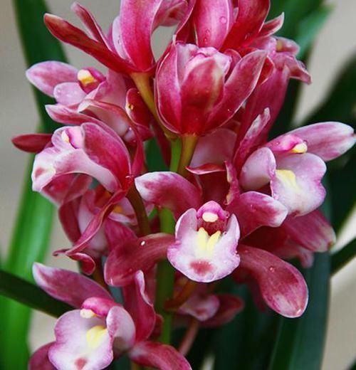 爆盆|家有阳台别浪费了,此兰是香花之首,花香最浓,是“爆盆小能手”