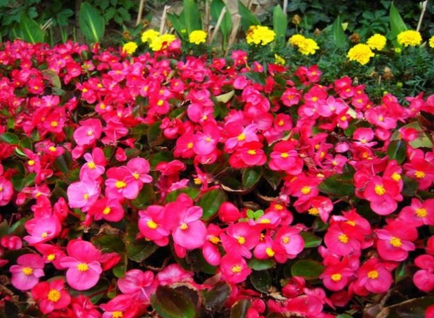 新手养护花卉,就养开花一开300多天,比杜鹃好养的花卉,美极了