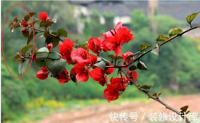 株型|进入9月份，养这2种花，要舍得“剪”，越剪越爱“开花”