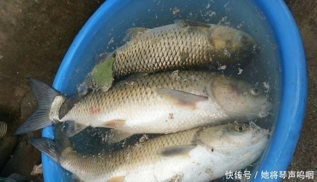 这3种东西渔具店不肯卖,专攻鲫鱼鲤鱼和草鱼,爱钓鱼的你别错过