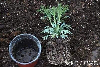 微型月季刚买回家，不会浇水，小心花苞掉光光，没花看！