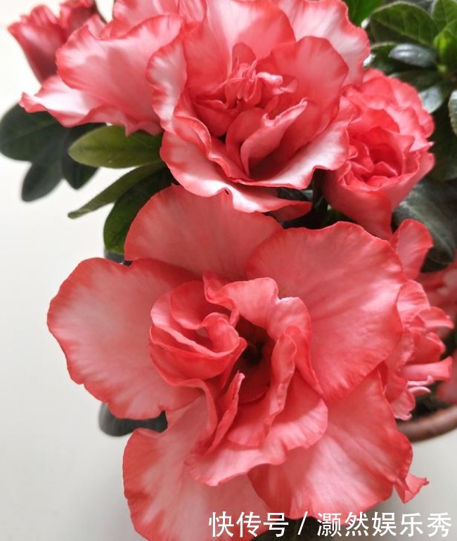 颜值|养花就养个花期长的,花大色艳,个个开花大、颜值高!