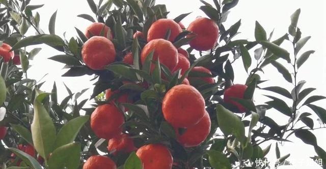 重庆这五种特产,久负盛名。你们知道哪几种