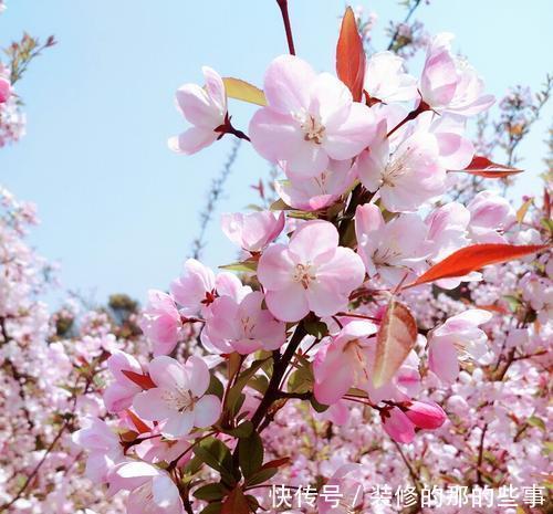  盆景|4种花，养成盆景高贵典雅，谁见了都夸美，值得拥有！