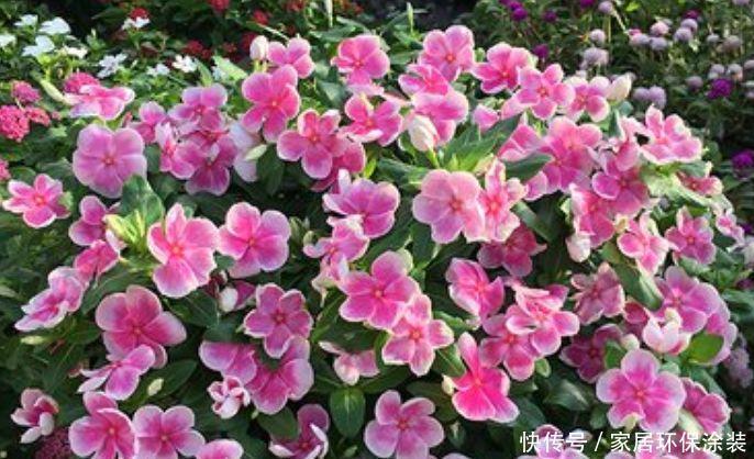 4种花养家里,号称“开花机器”,一开就是一年,开成花园