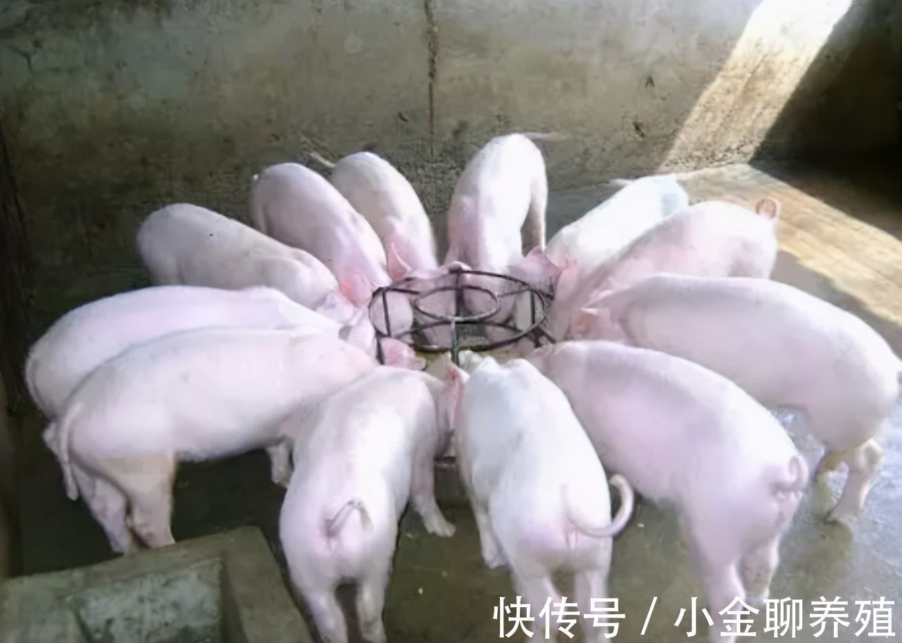 肠道出血|中大猪腹泻是什么原因?成年猪腹泻的主要原因是什么引起的?