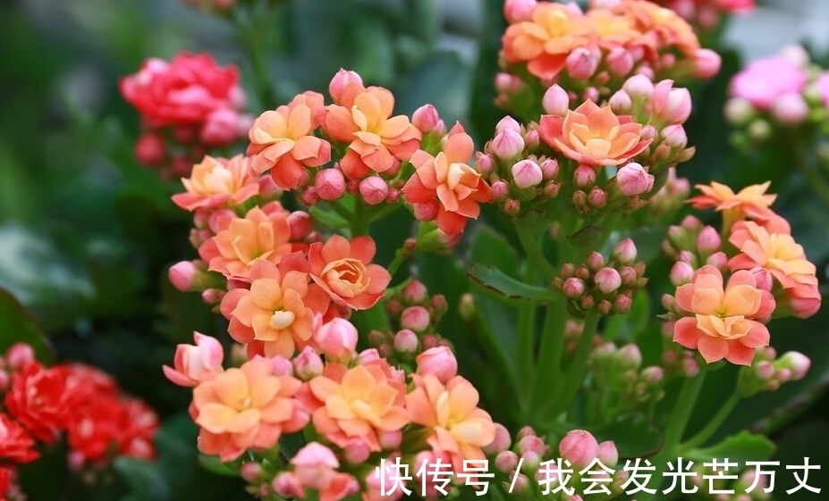 长寿花|长寿花没必要养太杂,老花友们基本都倾向于这些
