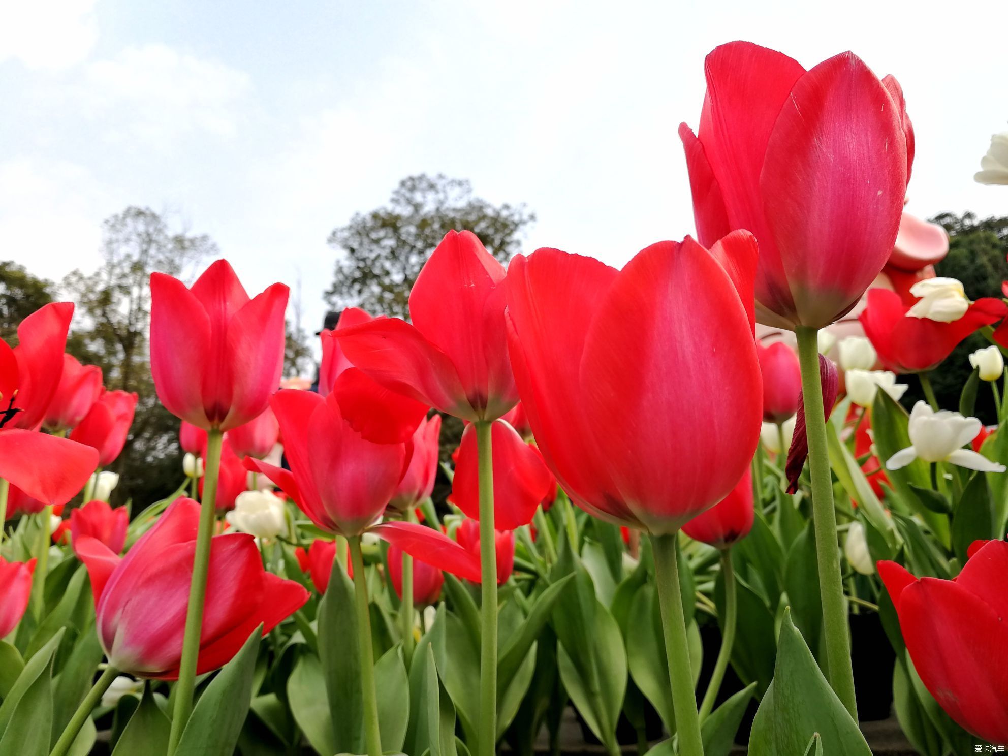 中年|大年初一的成都植物园
