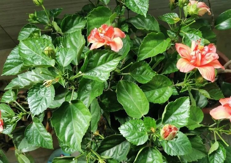 这花比绿萝好养,疯狂开花,花色五彩斑斓,想不爆盆都难