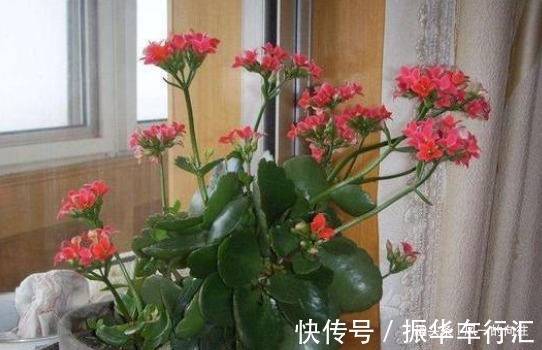 家里放这3种花,味道清新还能除甲醛吸异味,天天呼吸新鲜空气