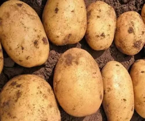 世衛組織：3種蔬菜，已被拉入“升脂”名單，在生活中盡量少吃