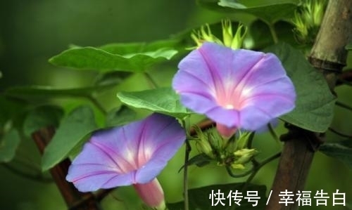天竺葵|家里有院子种什么花比较合适,这几种可以考虑下