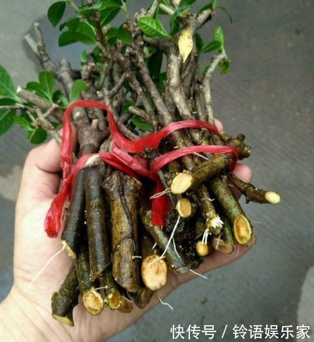 成活率|水插栀子花，想要提高成活率，这些事情要做好！