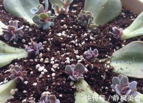 多肉紫珍珠怎么叶插教你3个小窍门,叶插成功率极高长势还旺盛