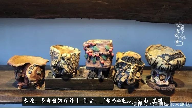 挂区|因为多肉，背井离乡来到开挂区，多肉变好看，小伙变大叔！