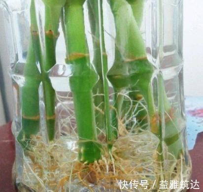 烂根|富贵竹离不开这种水,加一点,不烂根、不黄叶,家里吉祥富贵