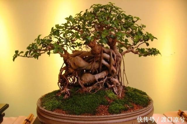 铁丝|养几年的盆景植物在早春的时候没有移栽，那真是亏大了！