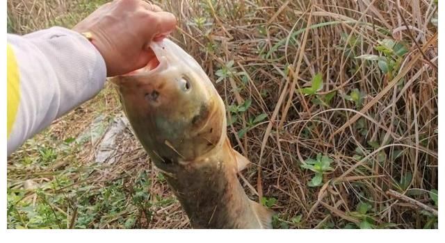 钓鲢鳙能打窝吗？这2位大师给出不同观点，到底该听谁的？