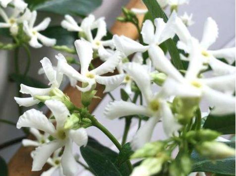 喜欢养花,不如养盆风车茉莉,花色多又艳,四季花开不停,美