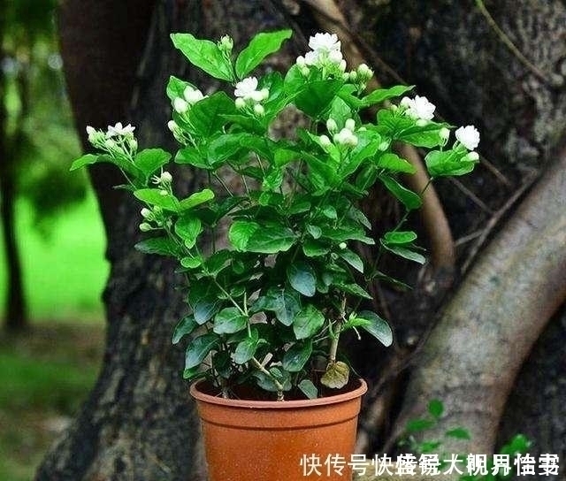 茉莉|养茉莉这几招技巧不能少，安全过夏，枝头满是花苞