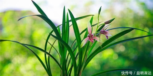 养兰花，牢记3点，兰花不烂根，不腐芽，猛发壮苗，花朵呼呼开